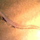 A young perch that has ingested microplastic particles (image: Oona M. Lönnstedt)